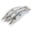 Frozen Barracuda Box 200kg | London Grocery