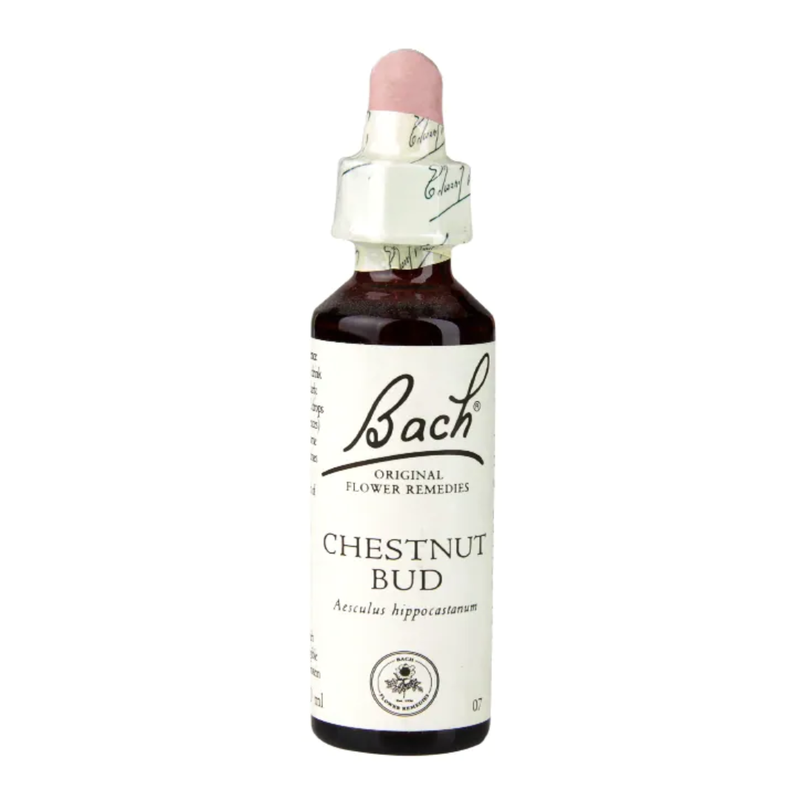 Bach Original Flower Remedies Chestnut Bud 20ml | London Grocery