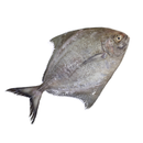 Black Pomfret 2 Kg  London Grocery
