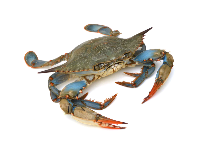 Fresh Blue Crab 1 unit | London Grocery