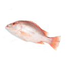Budva Snapper Whole 5 Kg London Grocery
