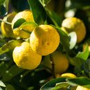 Yuzu 1.2kg | Japanese Citrus Fruit | Citrus Junos | 柚子 - London Grocery