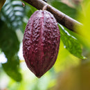 Fresh Cacao Fruit | London Grocery Online | UK Delivery