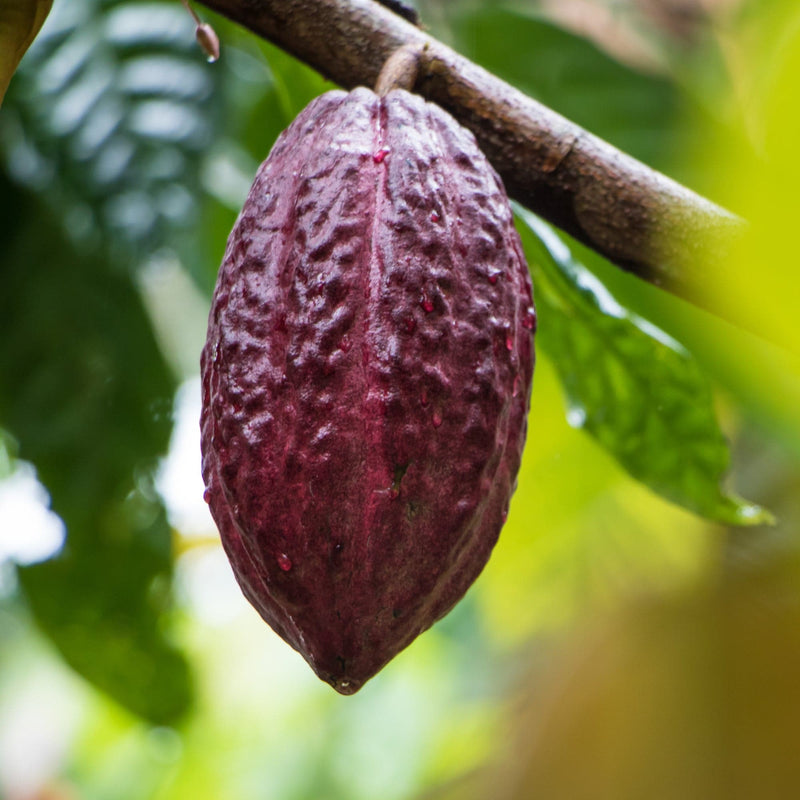 Fresh Cacao Fruit | London Grocery Online | UK Delivery