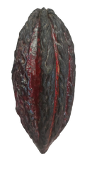 Fresh Cacao Exotic Fruit from St Lucia | Cacao Pod / Chocolate Fruit | 1kg - London Grocery