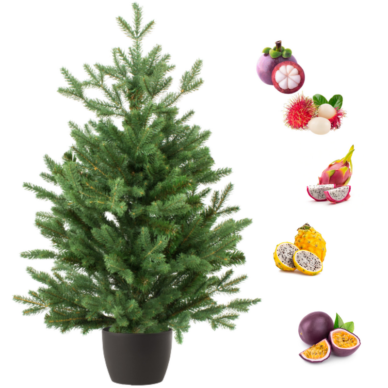 Real and Live Christmas Tree 2/3 ft with Exotic Fruits Hamper Gift Box-London Grocery
