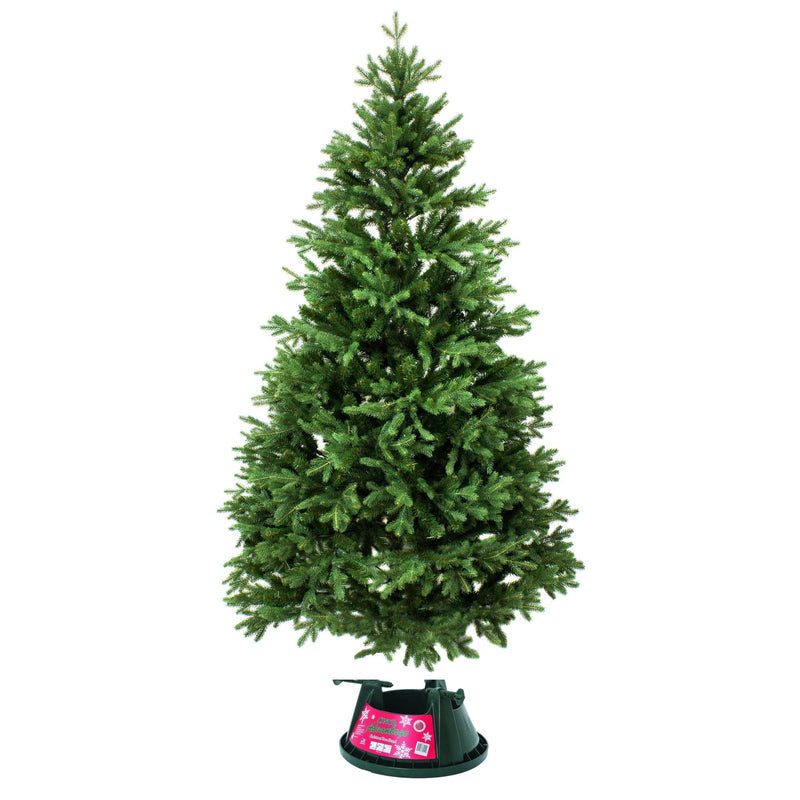7 ft Freshly Cut Live Christmas Tree with a Stand ~ 210 cm - London Grocery