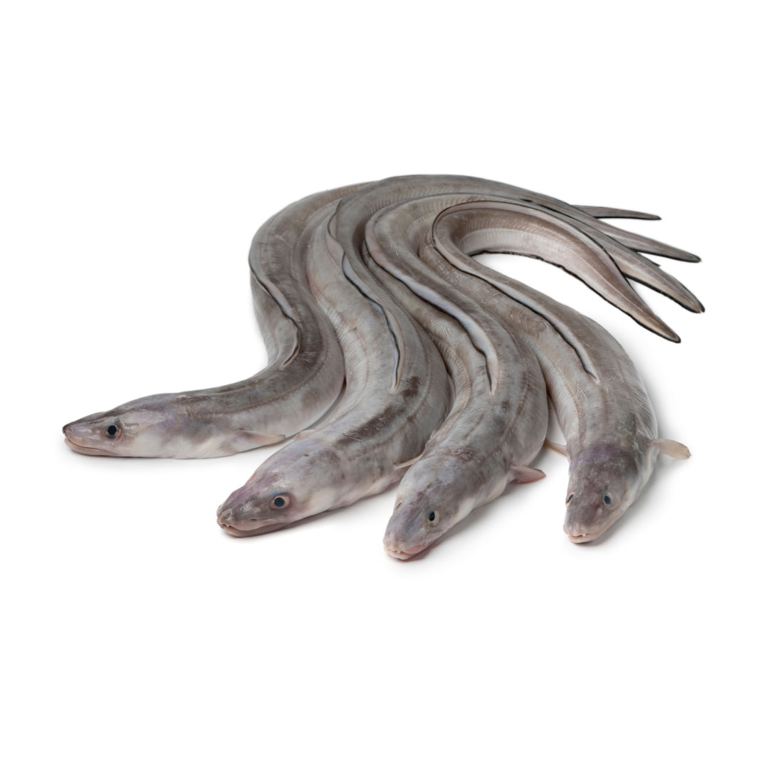 Conger Platform Buy Whole Conger Wholesale | London Grocery