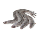 Whole Conger 80kg | London Grocery