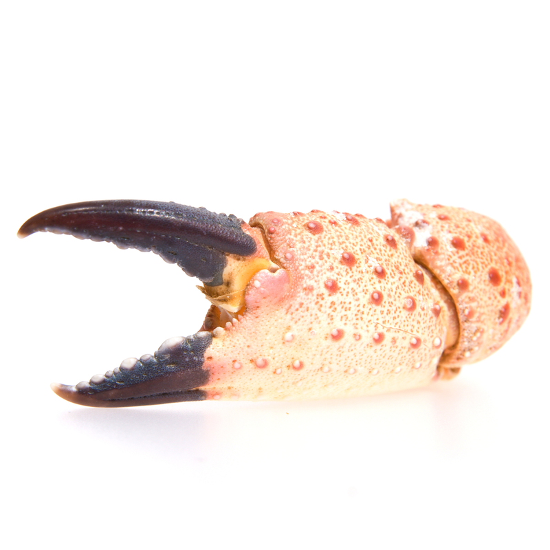 Fresh British Crab Claws | 500gr - London Grocery