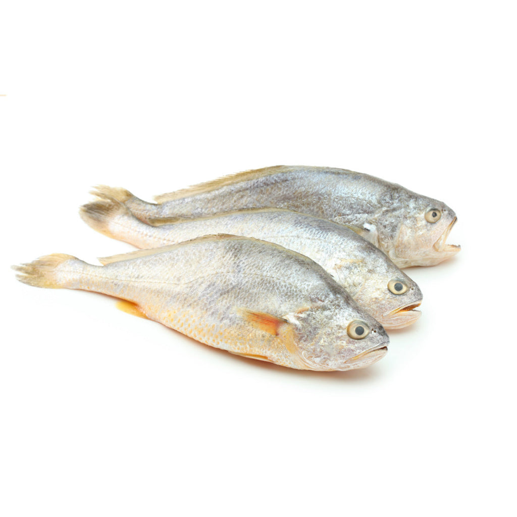 Shadow Croaker Buy Frozen Croaker Wholesale | London Grocery