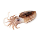 Cuttlefish 40kg | London Grocery