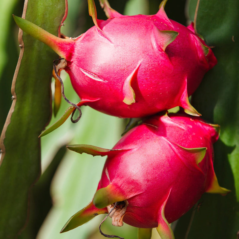 Dragon Fruit London | Online Delivery | London Grocery