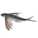 Flying Fish - London Grocery