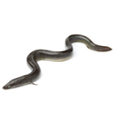 Fresh Eel Fish - London Grocery