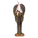 Frozen Whole Raw Lobster 600gr - London Grocery
