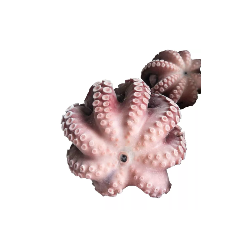 Frozen Raw Octopus Gutted 1.5kg-London Grocery