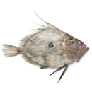 John Dory Fish 1 Unit ~ 900gr - London Grocery