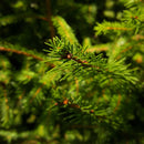 Christmas Tree Online Delivery | London Grocery