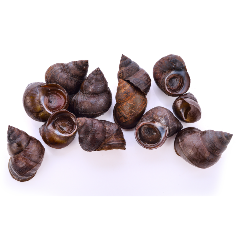 Live Winkles - London Grocery