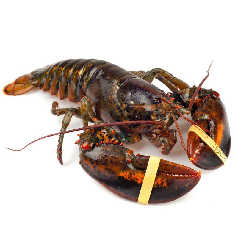 Fresh Live Lobster ~1.25kg (1kg-1.5kg) - London Grocery