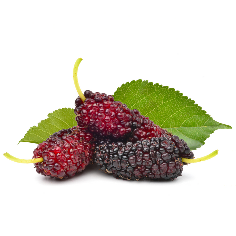 Moolberry Shop Fresh Mulberry Online | London Grocery