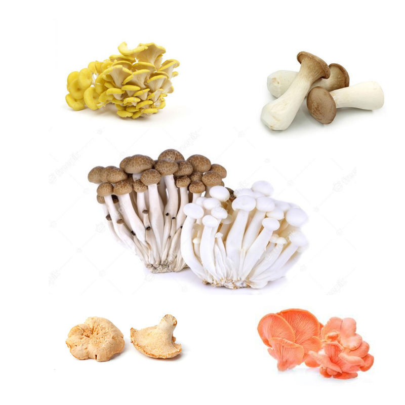 Fresh Mushroom Mix | 6 Kinds | 500g-London Grocery
