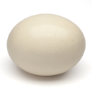 Buy Fresh Ostrich Egg Online with Safe Delivery | London Grocery