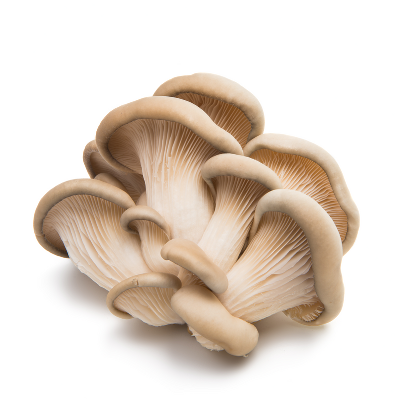Oyster Mushroom 500 gr - London Grocery