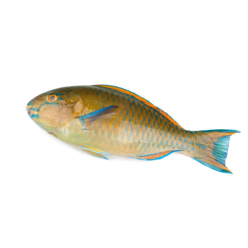 Parrot Fish 400gr - London Grocery