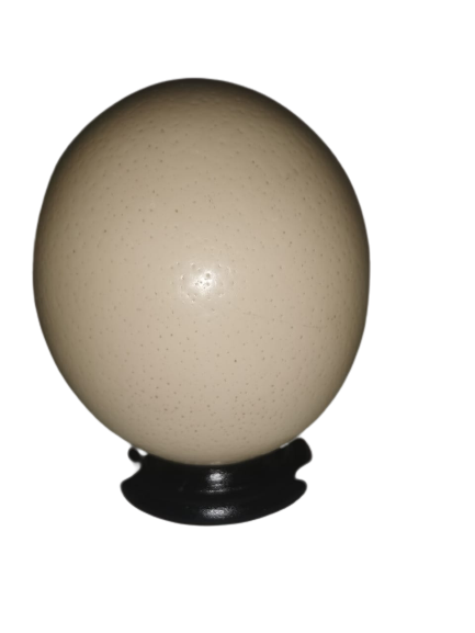 Plain and Empty Ostrich Egg | London Grocery