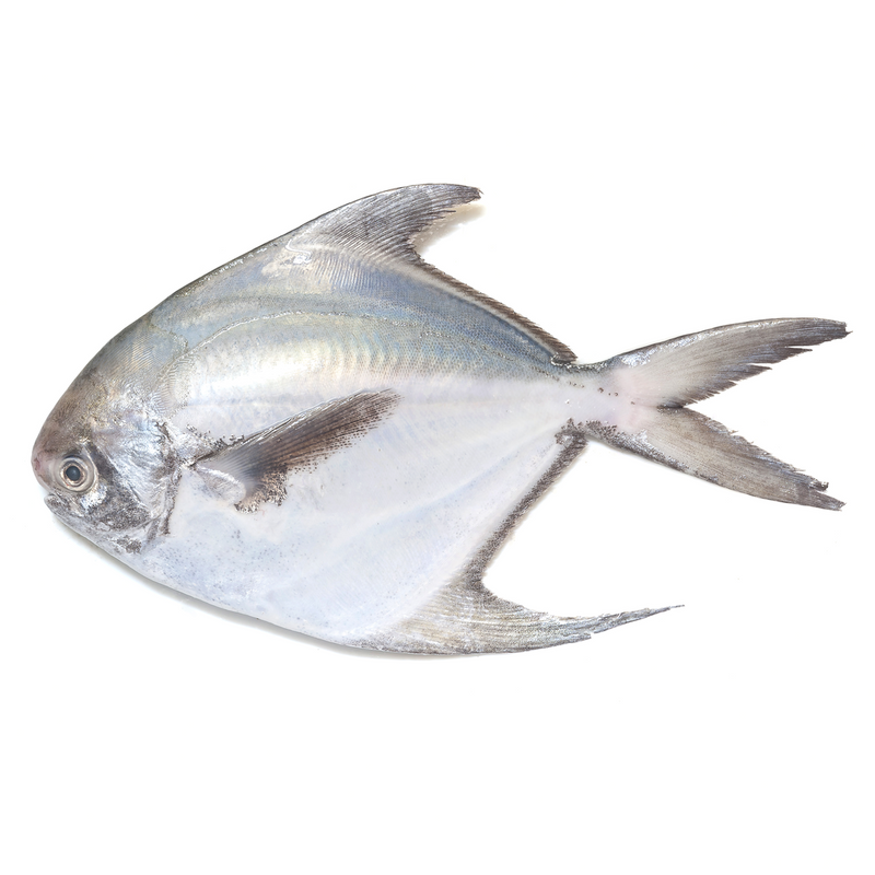 Silver Pomfret Fish - London Grocery