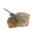 Ray Fish Box 300kg | London Grocery