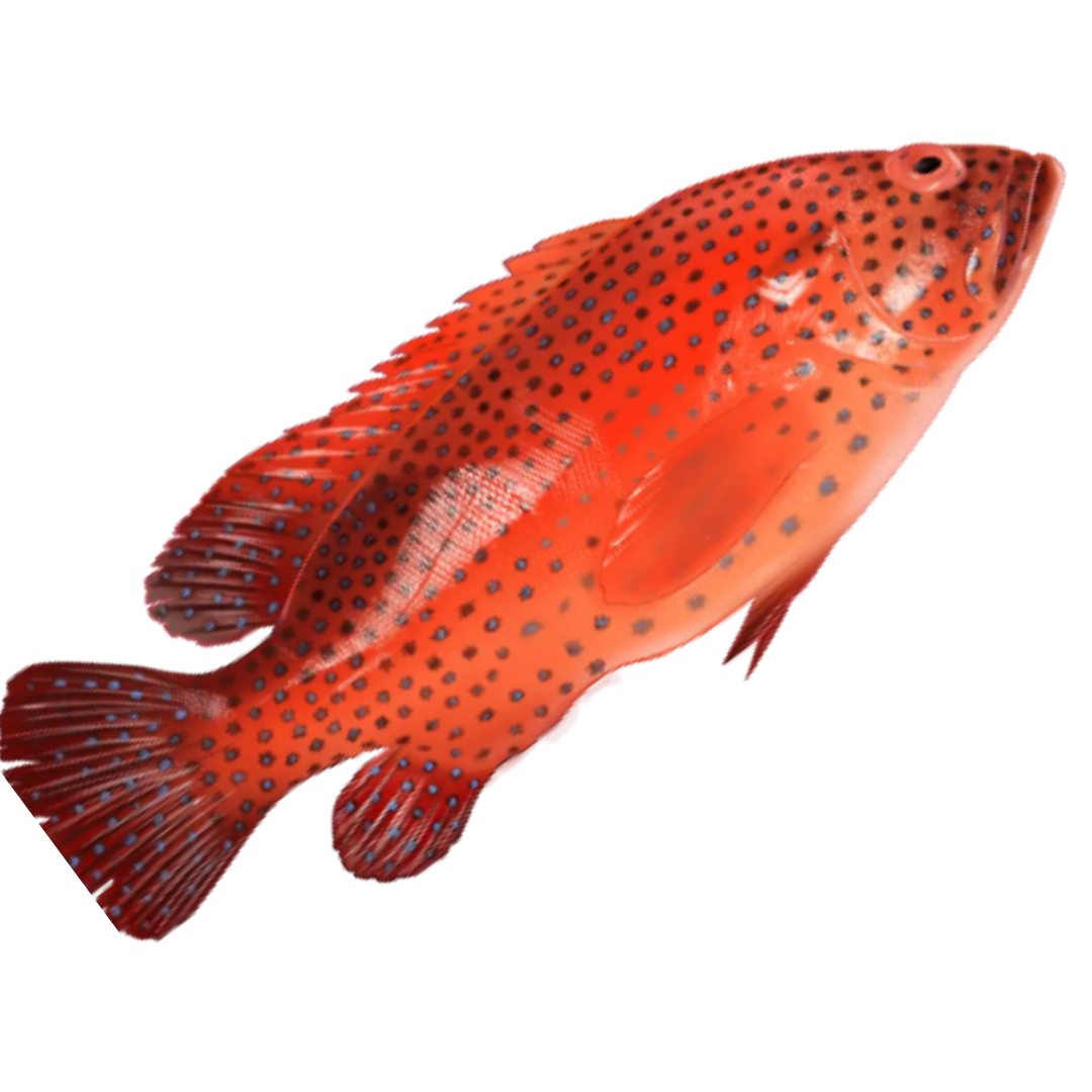 Red Grouper Fish Stock Image Of Water, Depth, Animal, 59% OFF