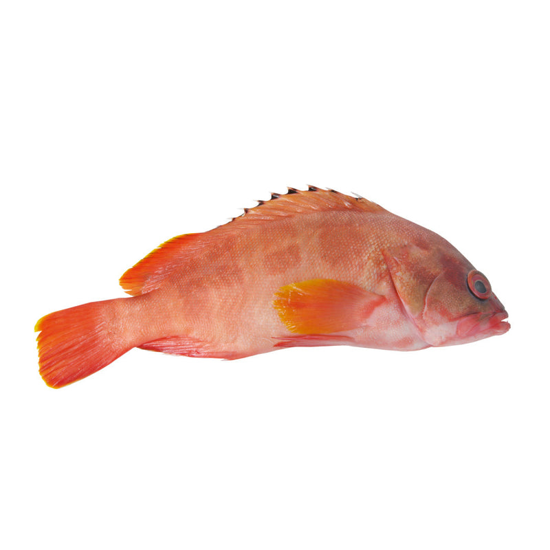Red Grouper Box 300kg | London Grocery