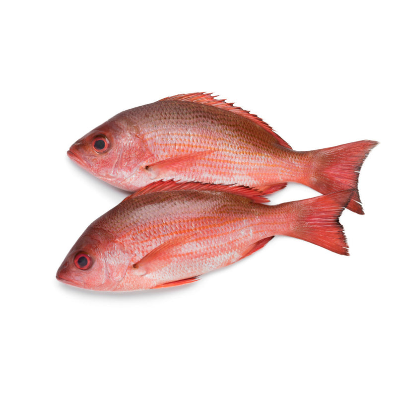 Red Snapper | Common Pandora Box 100kg | London Grocery