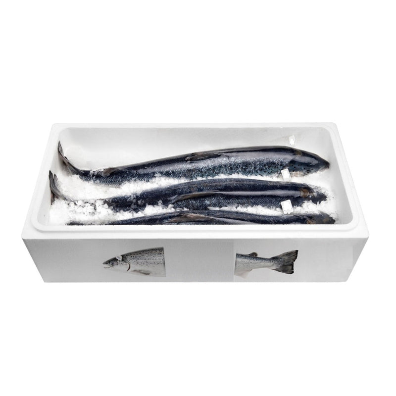 Salmon Box XL Box 80 Units | London Grocery
