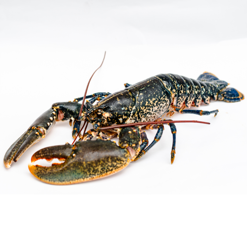 Fresh Live Scottish Lobster | 1kg-1.5kg - London Grocery