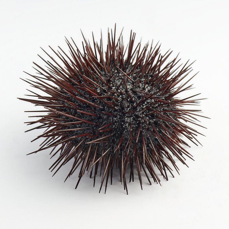 Fresh Whole Sea Urchin | 1 unit - London Grocery