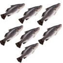 Seabass Box  7 Units ~ 6 Kg  London Grocery