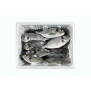 Sea Bream M Box 80kg | London Grocery
