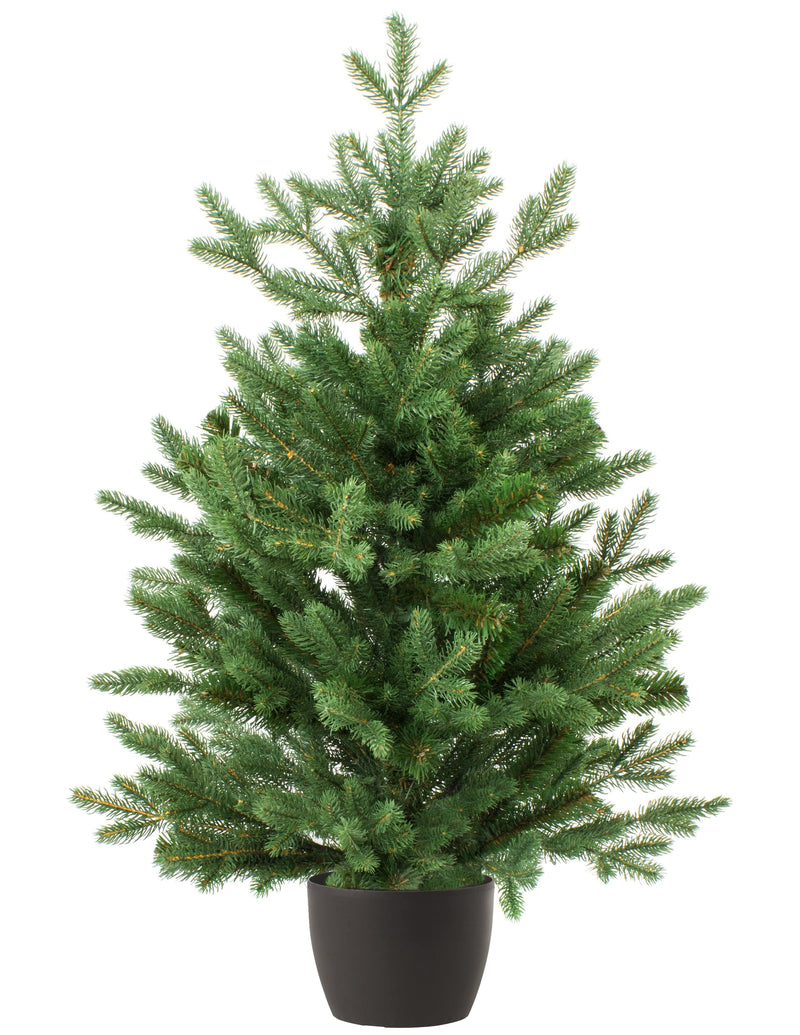 5/6 ft Real and Live Christmas Tree in a Pot , Nordman Fir ~ 150 - 175 cm - London Grocery