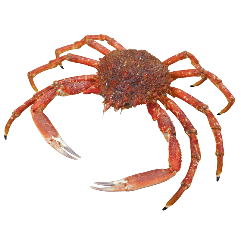 Japanese Spider Crab | 1 Unit - London Grocery