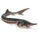 Sturgeon 80kg | London Grocery