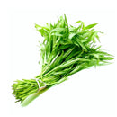 Fresh Thai Morning Glory (Ong Choi) 200gr-London Grocery