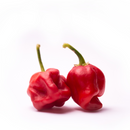Trinidad Moruga Scorpion Pepper 250gr-London Grocery