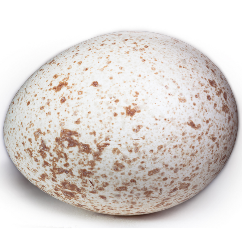 Turkey Egg 6 - London Grocery