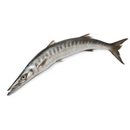 Whole Barracuda - London Grocery