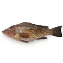 Whole Grouper - London Grocery