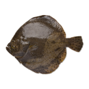 Fresh Whole Turbot ~1 - 1.3 kg - London Grocery